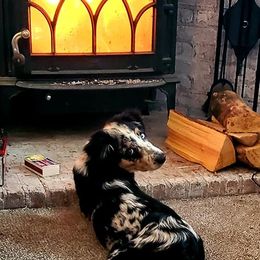 Australian Shepherds from Jameson Ranches