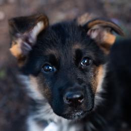 Purple Female - Black and red female German Shepherd puppy in Kamas, Utah from Uinta Mountain Shepherds