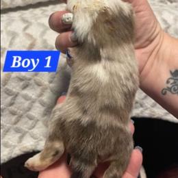 Boy 1 - Sable merle and white male Shetland Sheepdog puppy in Kaycee, Wyoming from Heavenly Shelties