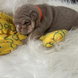 Bulldog Puppies from Gavier’s Classy Bulldogs