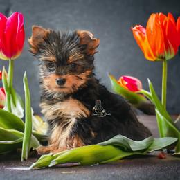 Yorkshire Terrier Puppies from Essence of Grace Yorkies