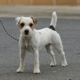 Scout - Jack Russell Terrier