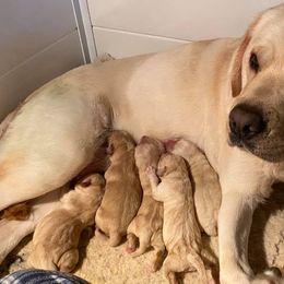 Cavalier King Charles Spaniels and Labrador Retrievers from Crystal Kennels