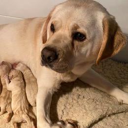 Cavalier King Charles Spaniels and Labrador Retrievers from Crystal Kennels