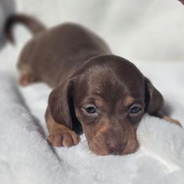 Phoebe - Chocolate and tan female Dachshund puppy in Mcminnville, Tennessee from Red Barn Farms Minis