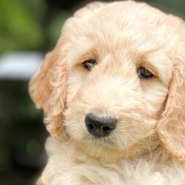 “Sunflower” - Goldendoodle puppy in Gainesville, Florida from Peace, Love, and Doodles