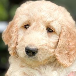“Sunflower” - Goldendoodle puppy in Gainesville, Florida from Peace, Love, and Doodles