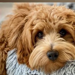 Havapoos from River View Puppies