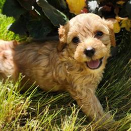 Cavapoos and Havapoos from Sappy Paws