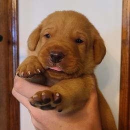 Labrador Retrievers from Field and Family Labradors