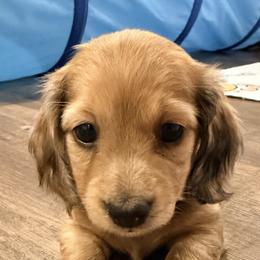 Shaded cream dapple - Dapple female Dachshund puppy in Pacific, Washington from Han&Jan Doxie’s
