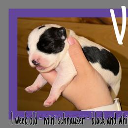 Viv - Parti female Miniature Schnauzer puppy in Falcon, Missouri from The Way Dog Breeding