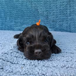 Orange collar female - Brown female Cocker Spaniel puppy in Howell, Michigan from Robbin's Treasures