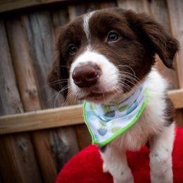 Border Collie, Golden Retriever, and Sporty Mix Puppies from Turbo Border Collies & Coltrievers