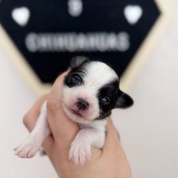 Axel - Black and tan male Chihuahua puppy in Harrison, Michigan from Cloud9 Chihuahuas