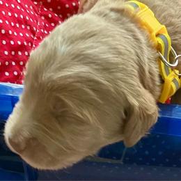 Yellow collar - Apricot male Labradoodle puppy in Mechanicville, New York from Deuce's Doodles