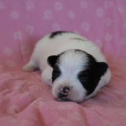 Cindy Lou - Tri-colored female Pomeranian puppy in San Marcos, Texas from Hill Country Poms