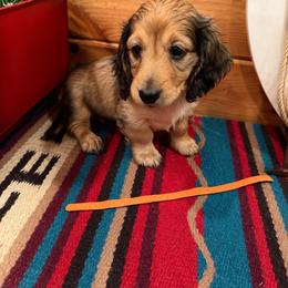 Orange collar male - Red male Dachshund puppy in Pleasant Plains, Arkansas from JGBs Silver Spur Dachshunds
