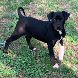 Girl 4 - Black female Catahoula Leopard Dog puppy in Gadsden, Alabama from Rich Cat’s