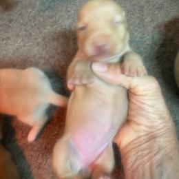 Girl 2 - Red female Dachshund puppy in Polo, Missouri from Blue Tails Farm