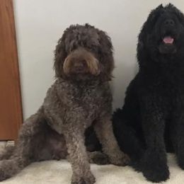 Labradoodles from Burgener Run Labradoodles