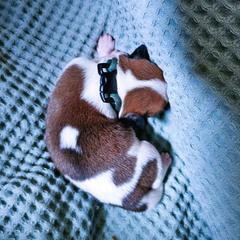 Mr. Blue - White and brown male Kromfohrlander puppy in Pickerington, Ohio from Learykl Kromfohrlanders