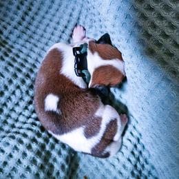 Mr. Blue - White and brown male Kromfohrlander puppy in Pickerington, Ohio from Learykl Kromfohrlanders