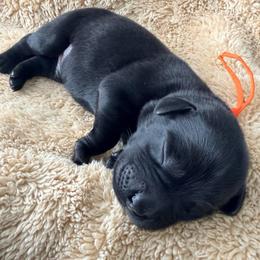 Boy 2 - male Labrador Retriever puppy in Port Saint Lucie, Florida from Fleeher Labradors
