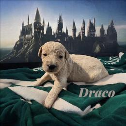 Draco - White male Sheepadoodle puppy in Austin, Texas from Darling Doodles