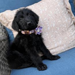 Shadow - Black female Labradoodle puppy in Georgetown, South Carolina from Muddy Bay Kennels