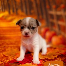 Wilma - Chocolate female Chihuahua puppy in Phoenix, Arizona from Arizona Adventure Chihuahuas