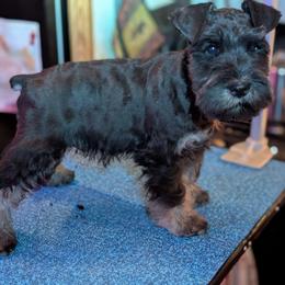 Skier - Black and silver male Miniature Schnauzer puppy in Cody, Wyoming from Bliss Creek MTN Meadows
