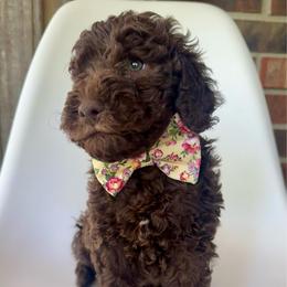 Butter - Chocolate male Goldendoodle puppy in Pulaski, Tennessee from Doodle My Heart