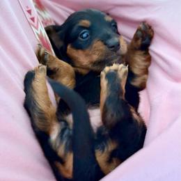 Clover - Black and tan female Dachshund puppy in Westport, Kentucky from Lonestar Creek Farm