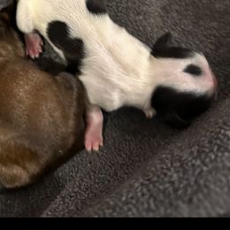 Snoopy - Black and white male Shih Tzu puppy in Boaz, Alabama from Happy Haven Farm