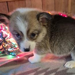 Pretzel - Sable male Pembroke Welsh Corgi puppy in Checotah, Oklahoma from Skoal Creek Corgi's