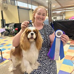 Mookie - Cavalier King Charles Spaniel