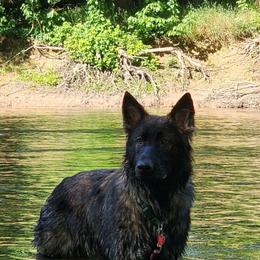 Excalibur “X” - German Shepherd