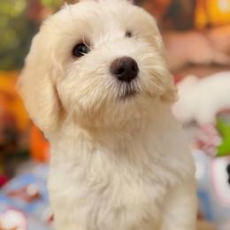 Oakley - Cream and white male Aussiedoodle puppy in Dickerson, Maryland from Pawsome Aussie Doodles and Oodles