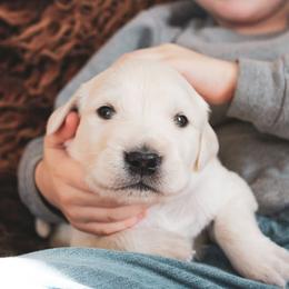 Carmel - Light golden male Golden Retriever puppy in Mason, Michigan from Sweet Breeze Acres