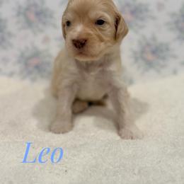 Leo - Cream male Goldendoodle puppy in Dallas County, Texas from Dream A Little Doodle