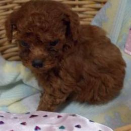 Poodle Puppies from Lowry Toy Poodles