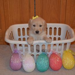 "Sunny" Golden Retriever Puppies from Whispering Pines Precious Puppies