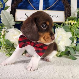 Bronx - Brown white and tan male Beagle puppy in Pottersville, Missouri from Lovan's Spring Creek Kennel