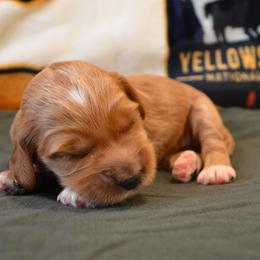 Peaches - Apricot female Goldendoodle puppy in Batavia, Ohio from Cozy Cove Goldendoodles