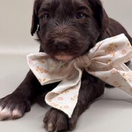 Wrangler - Brown and white male Aussiedoodle puppy in Claremont, North Carolina from Magnolia Grove Farms