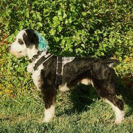 Juniper - Aussiedoodle