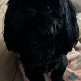 Shadow - Shih Tzu