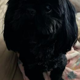 Shadow - Shih Tzu