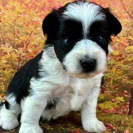 Cooper - White male Miniature Schnauzer puppy in Sylvania, Georgia from Southern Sky Miniature Schnauzers